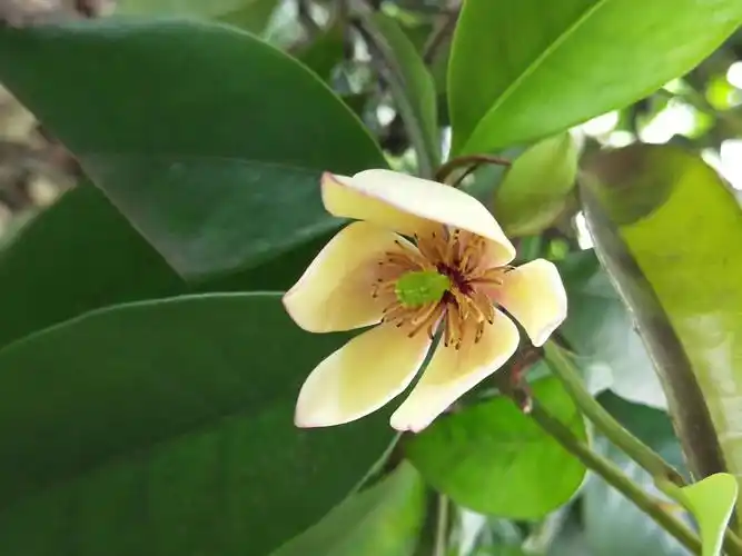 乐昌含笑——白兰花