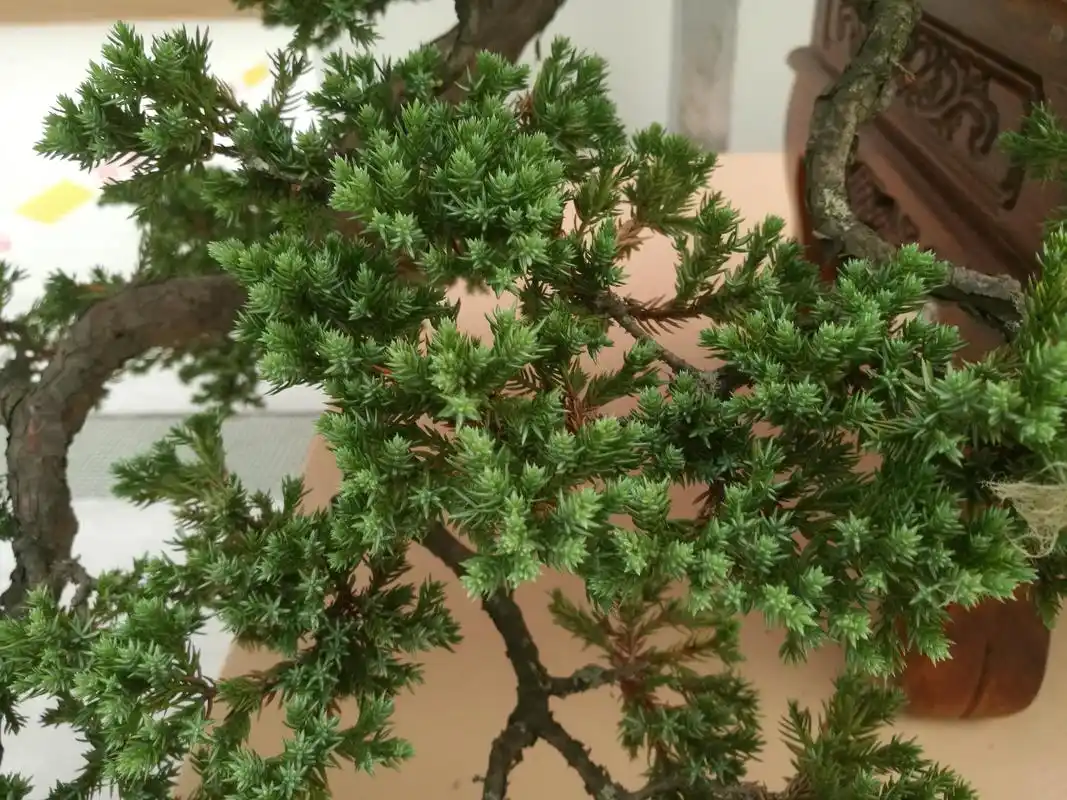 2019如皋精品盆景展里的地柏盆景