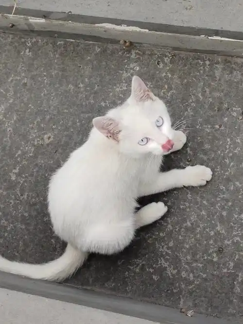 94更新rip朋友学校拍的白眼睛小猫