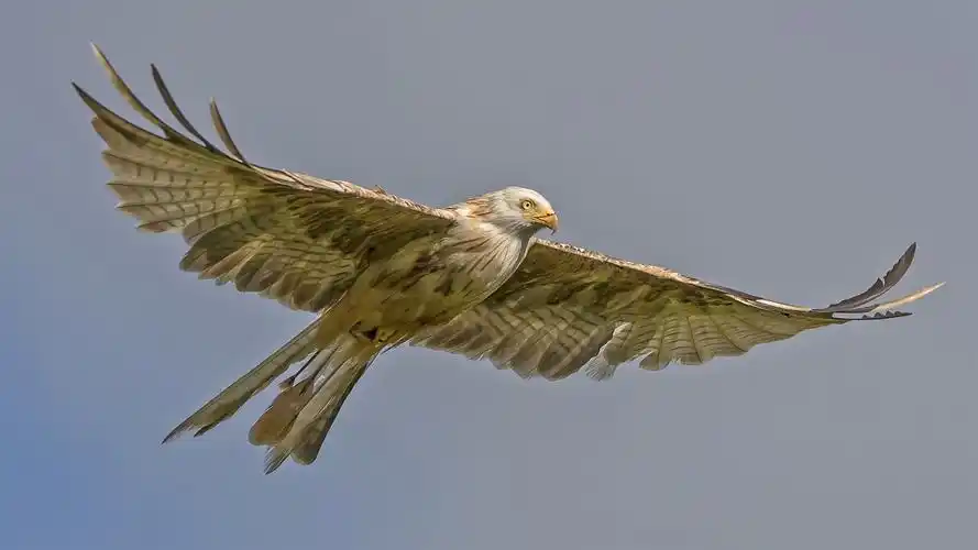 鹰飞行,鸟,天空 壁纸