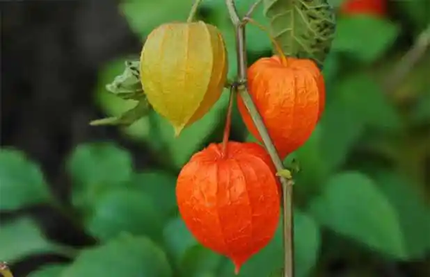 含羞果吃多了会怎样?