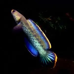 鬼王雷龙鱼苗巴卡二型蓝宝石幻蓝七彩巧克力奶茶火背酒红黄金眼镜