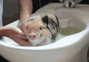 你洗澡视频在我这呢,别惹我