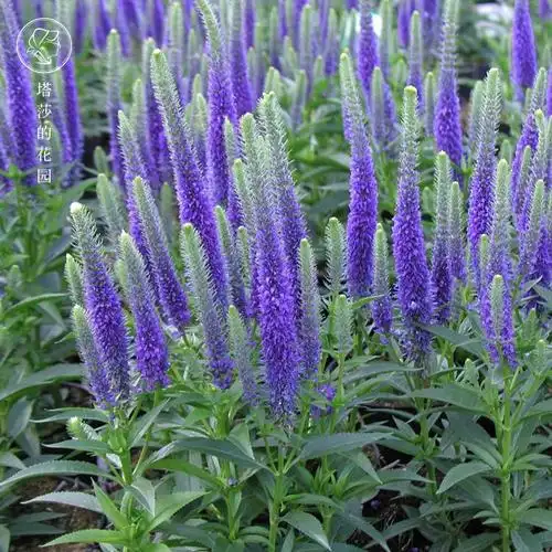 盆栽蓝色穗花婆婆矮生多年生花园耐寒耐热宿根时令草本花卉