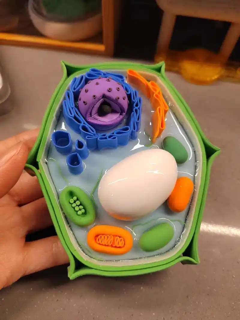 初一植物细胞模型制作橡皮泥 - 抖音