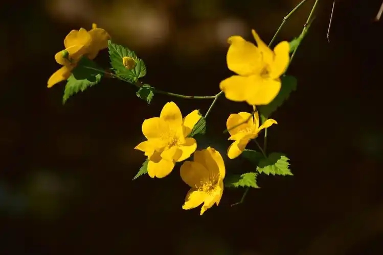 泉城公园一一单瓣棣棠花