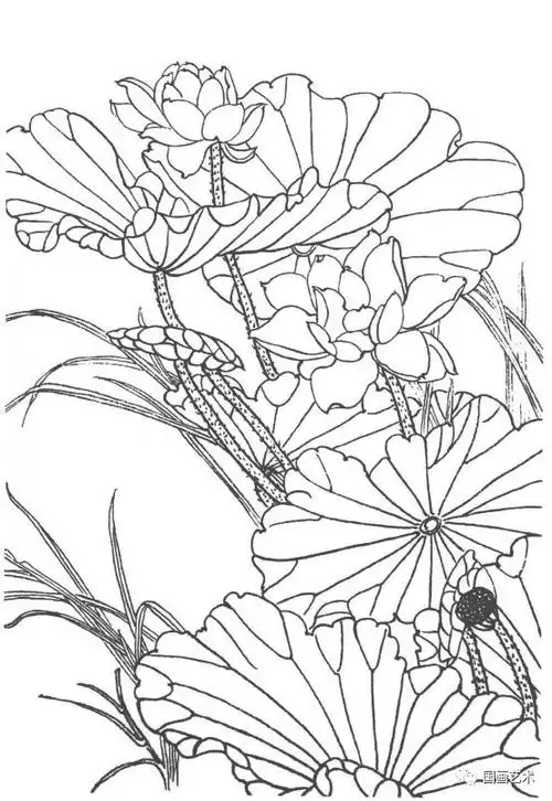 国画素材丨线描荷花画法