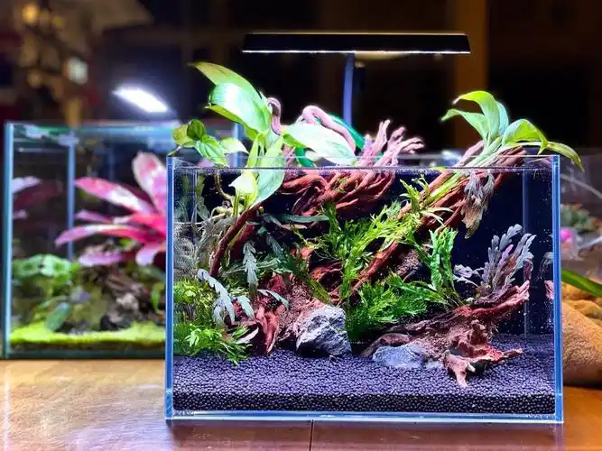 7815#我爱绿植  #水草造景  #水草缸  #草缸  #水陆缸  #草缸造景