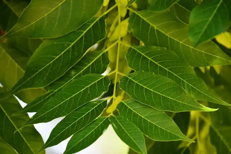 白蜡树叶原创拍摄