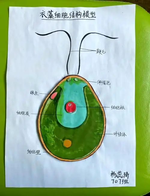 七年级生物细胞模型大赛:创意与科学的碰撞
