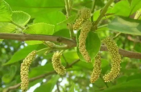 构树穗叶怎样吃 果子能吃吗