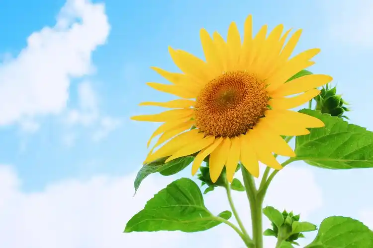 summer午后&向日葵