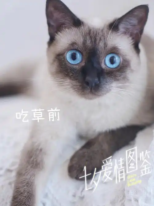 暹罗猫的吃草表情图