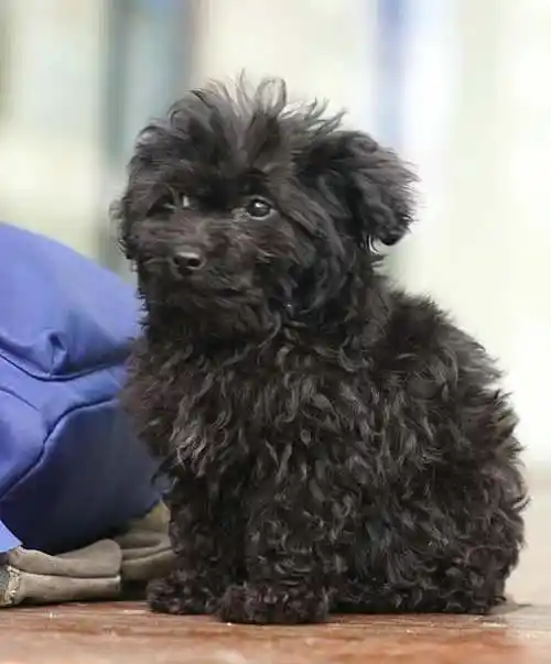 家养黑色泰迪出售,坐标杨家坪_重庆泰迪犬 _狗铺子