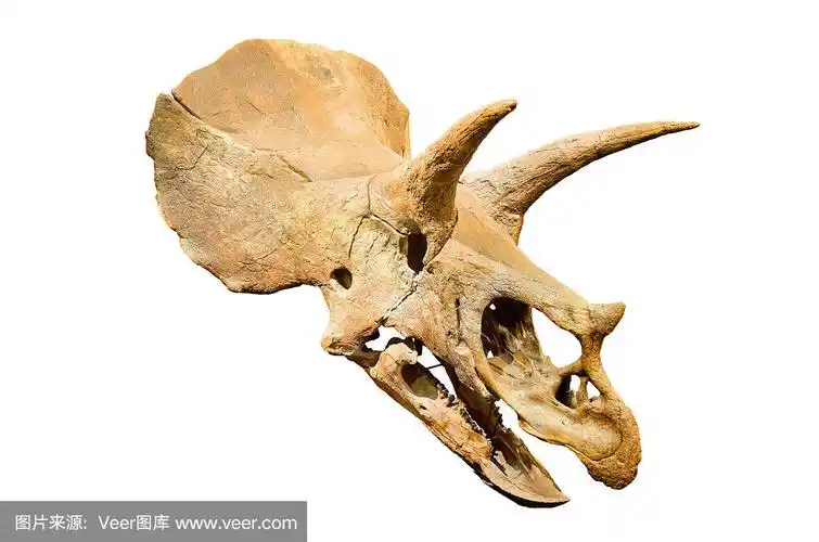三角龙头骨化石在白色孤立的背景上