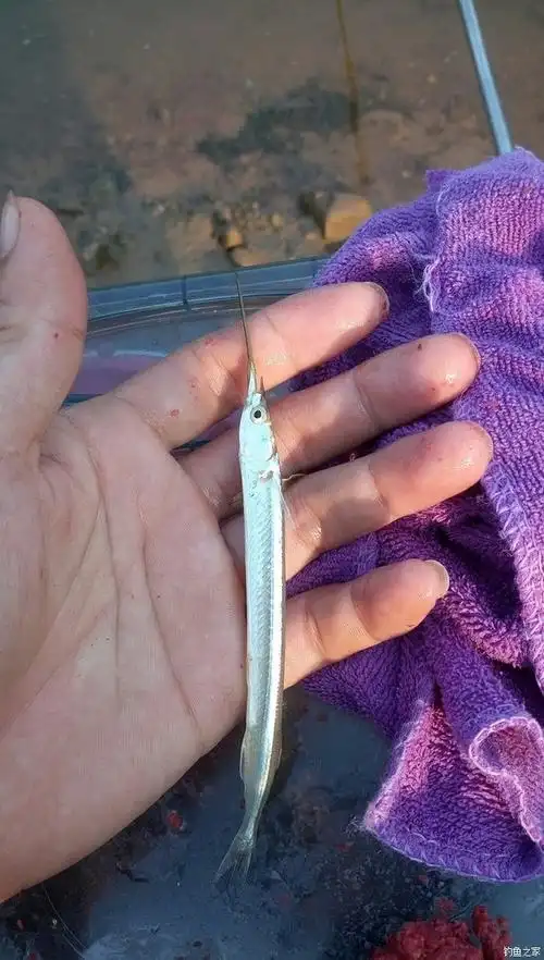 第一次钓针鱼,嘴巴长长如尖针,你们那里有这种鱼