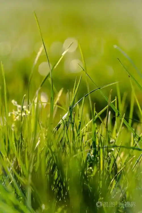 充满活力的绿草草地特写与明亮的阳光选择性的焦点和自然的bokeh