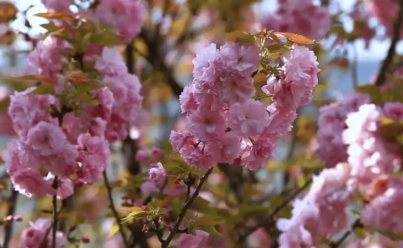 蔷薇,樱花开满园,这个周末去这里→_粉色_开州_漫山遍野