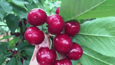 葡萄|美早|水果_网易订阅