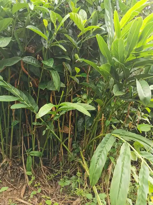 天然野生山姜头老姜湛江新鲜现挖生姜南姜猪肚鸡去腥调味料 1000g