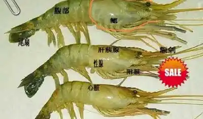 虾头能吃吗,图解虾头里有什么