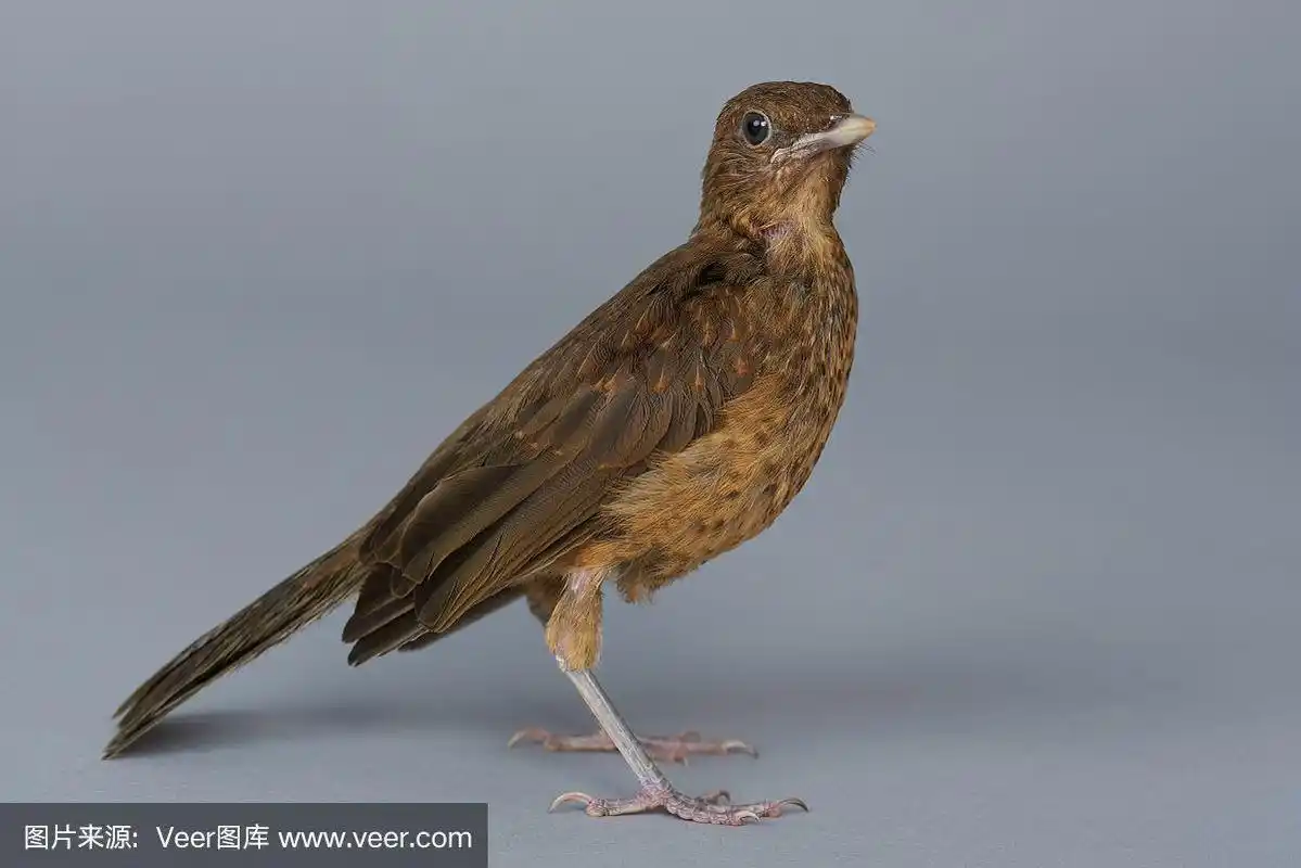 一只棕色的鸟停留在灰色的背景上