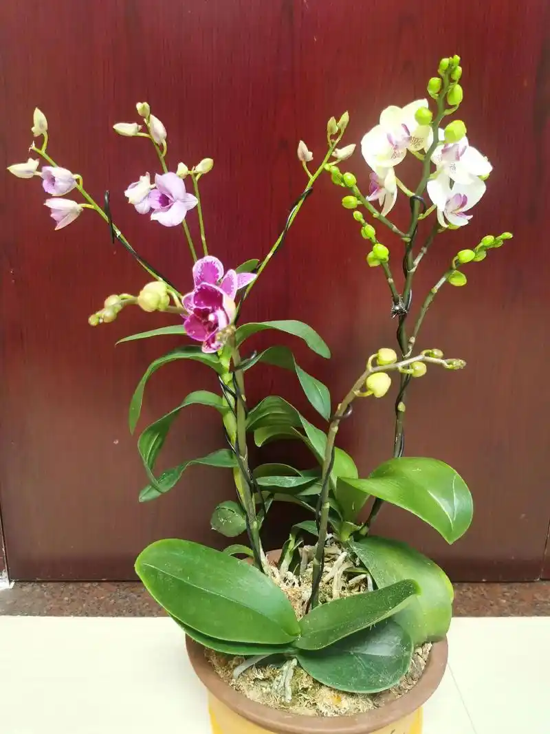 朋友送的兰花一盆三个品种,不同的背景,拍出来的照片颜色各有干 - 抖