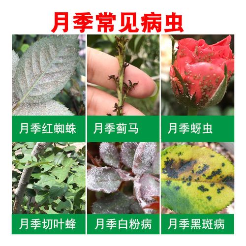 卉喜月季花病虫害常用药植物红蜘蛛小黑飞蓟马蚜虫白粉专用杀虫剂