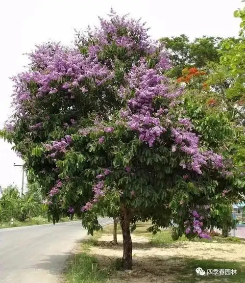 "史上最全"的南北方观花乔木大赏!