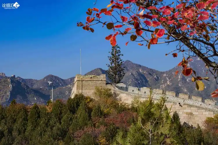 红叶映长城