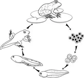 青蛙从卵到成年动物的发育阶段序列照片