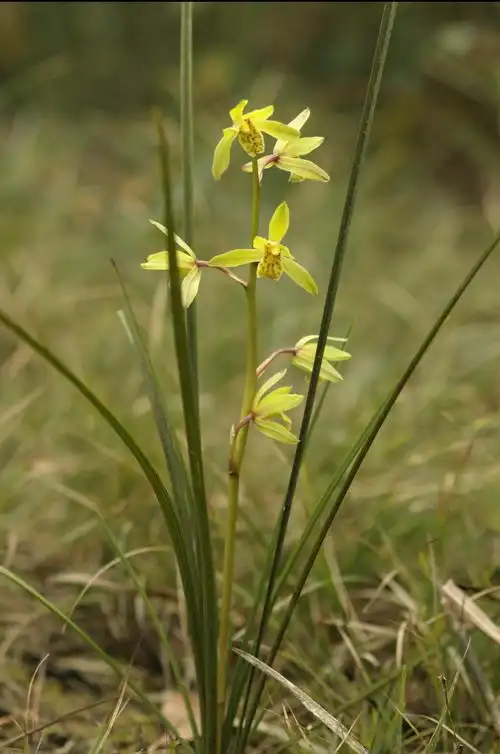 采棵兰花要坐牢野生植物还能不能碰