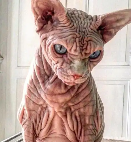 虽然被称为"世界上最恐怖的猫",但铲屎官说:主子心很善良的!