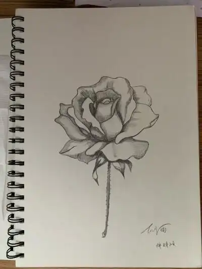 玫瑰 铅笔画