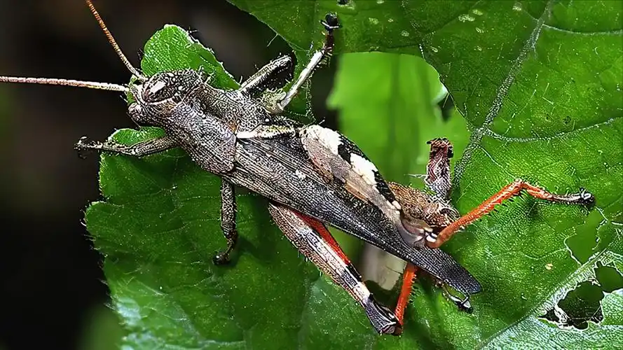 农村常见的十二种蚂蚱你认识多少它们学名又叫啥