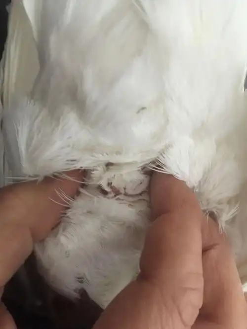 帮忙看这只鸽子公的还是母的