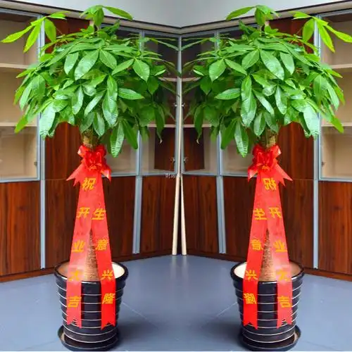 独杆发财树1/开业绿植(一对报价)|重庆花篮店