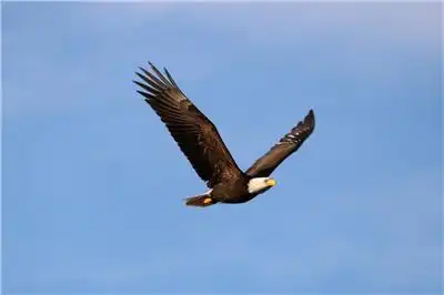 空中雄鹰展翅图片