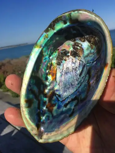 黑金鲍的壳也很漂亮,五彩斑斓.