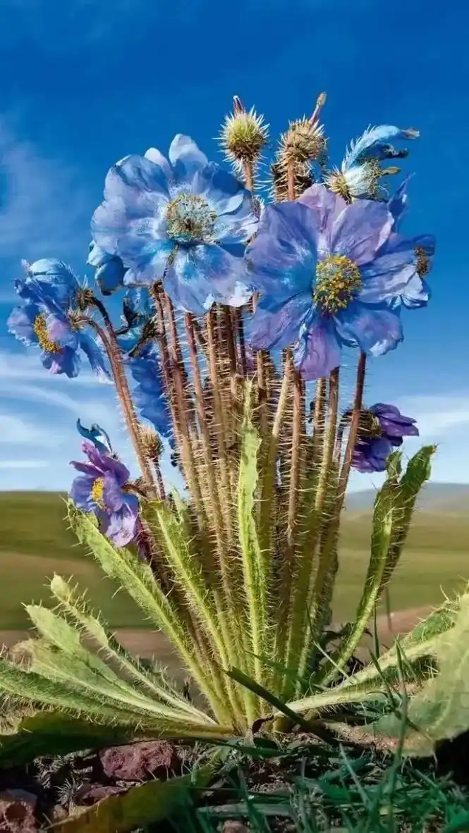 绿绒蒿的花语是顽强生命力,它虽然看起来很柔弱,但是能 - 抖音