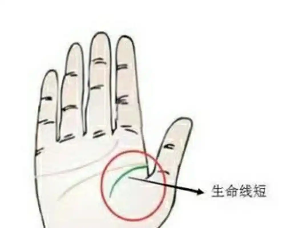 短的手相特征 短的手相特征 1.