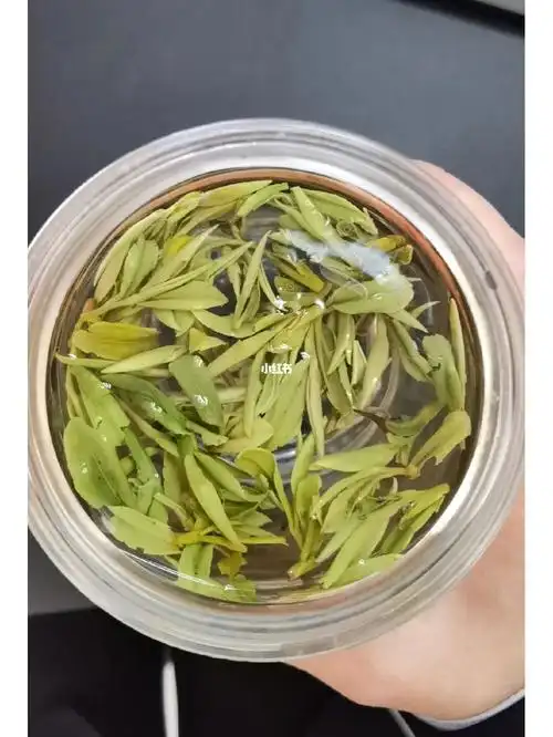 紫笋茶明月始生