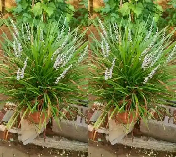 还是分不清楚,这是麦冬还是沿阶草啊