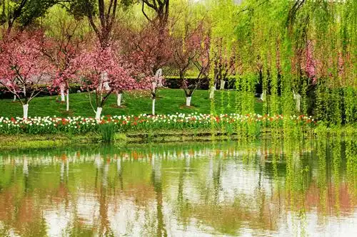 桃红柳绿又一春