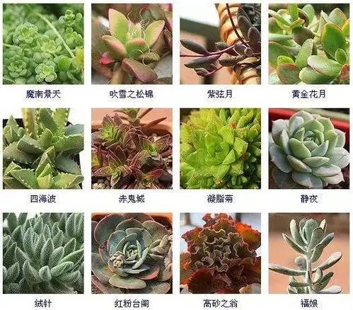 多肉植物区分识别合集