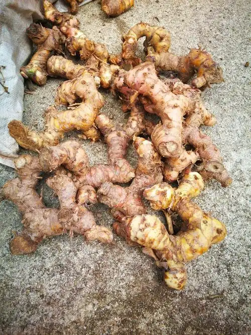 [山姜批发]纯野生山姜,鲜山姜,(南姜,大良姜)价格1.60元/斤 - 一亩田