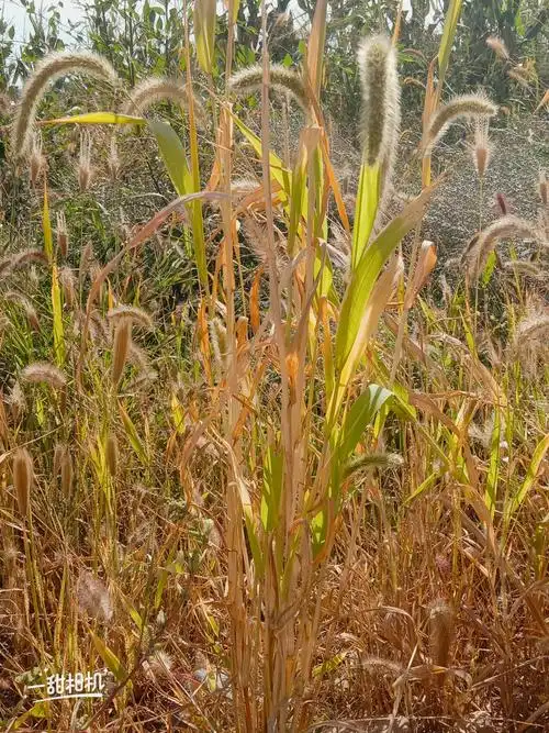 秋天的草黄了,但它们依然坚强的生长