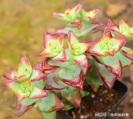 养多肉就选自由女神养护简单易爆盆叶片深红又肥美很漂亮