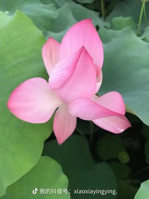 我宝贝盈盈囡生日快乐,身体健康! - 抖音