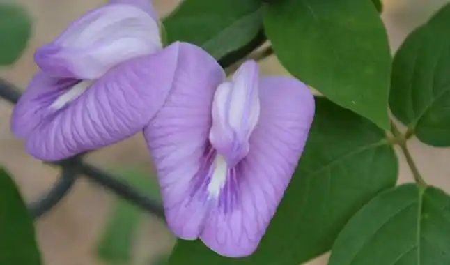 是 a target="_blank" href="/item/蝶形花科/8404470" data-lemmaid